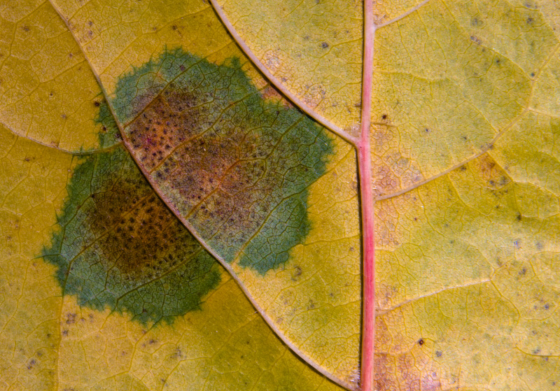 Fallen Maple Leaf Detail